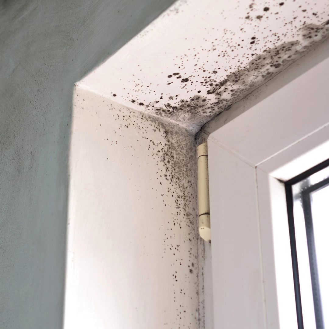 mold remediation (2) Milford Pressure Washing