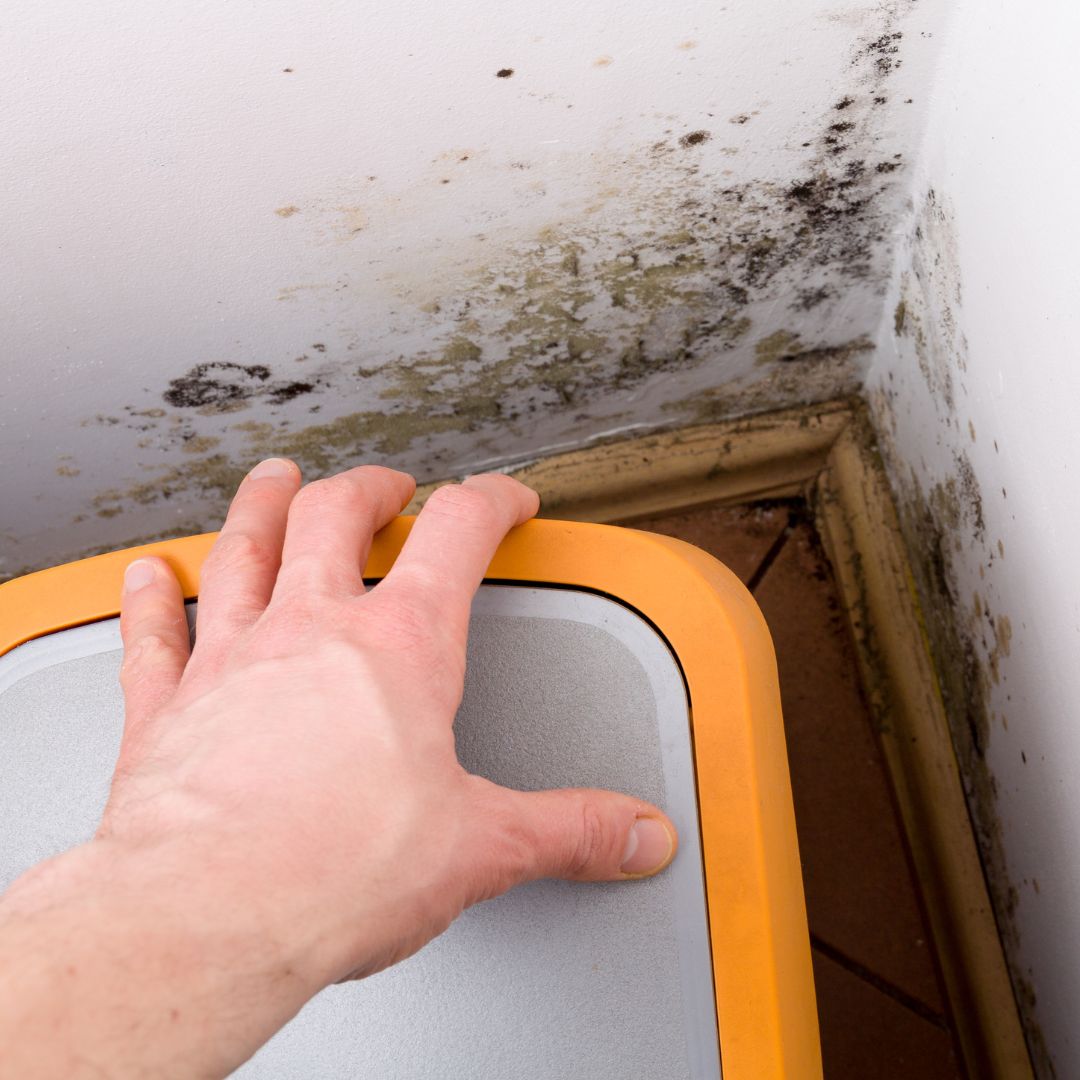 mold remediation (3)