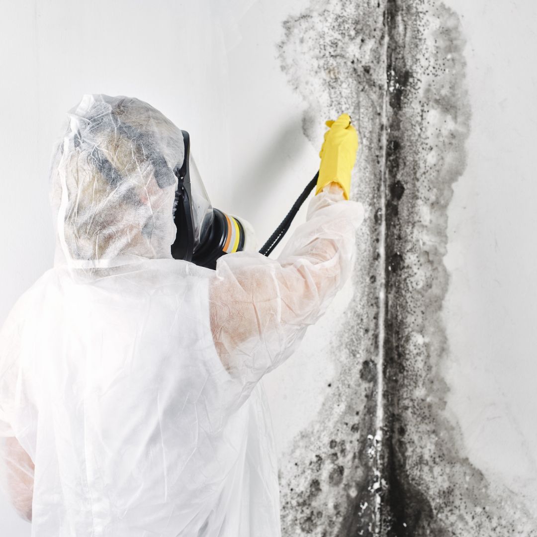 mold remediation New England Pressure Cleaning